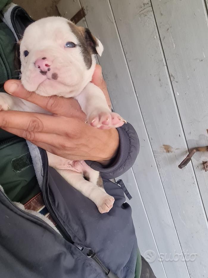 American bully pocket - Regalo e vendita animali 