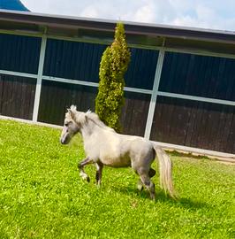 Mini Pony