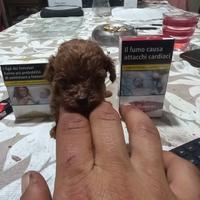 Meravigliosa cucciola barboncina toy red