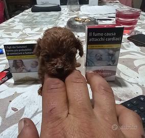 Meravigliosa cucciola barboncina toy red