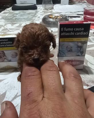 Meravigliosa cucciola barboncina toy red