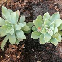 Piantina grassa yukka