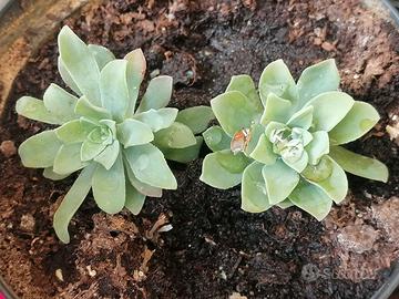 Piantina grassa yukka