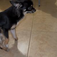 Chihuahua a pelo lungo per Monta