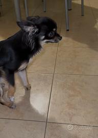 Chihuahua a pelo lungo per Monta