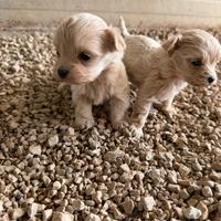 Maltipoo mini toy