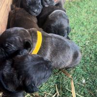 Staffordshire bull terrier pedigree
