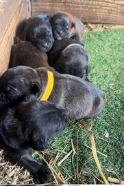Staffordshire bull terrier pedigree