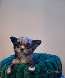 Chihuahua merle a pelo lungo