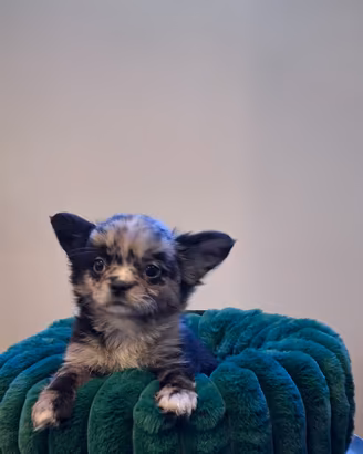 Chihuahua merle a pelo lungo