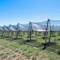 Rete Antigrandine e Anti Volatili 100m x 5m Nuovo