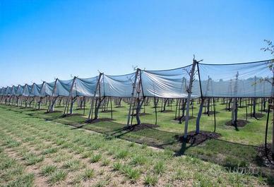 Rete Antigrandine e Anti Volatili 100m x 5m Nuovo