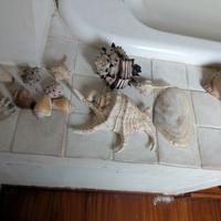 Conchiglie da collezione 