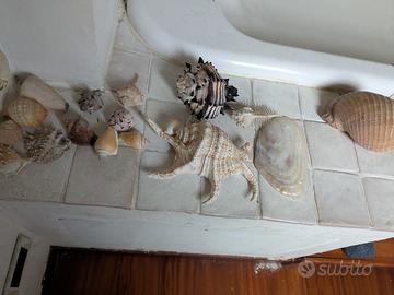 Conchiglie da collezione 