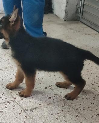 Cucciolo pastore tedesco