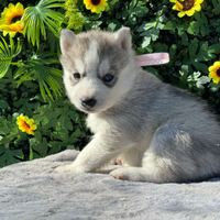 Siberian Husky con pedigree