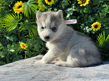 Siberian Husky con pedigree