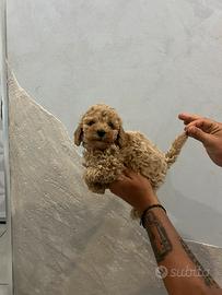 Maltipoo toy