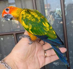 Conuro