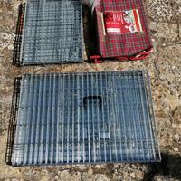 gabbie e brandina nuove