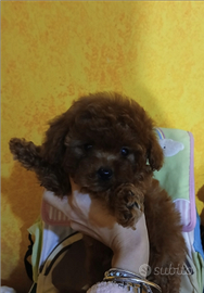 Barboncino mini toy red