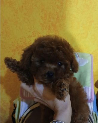 Barboncino mini toy red