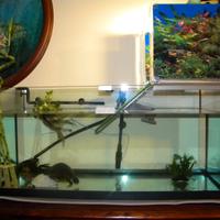 Acquario e accessori per tartaruga
