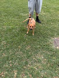 Cucciola di American Staffordshire Terrier Amstaff