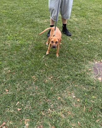 Cucciola di American Staffordshire Terrier Amstaff