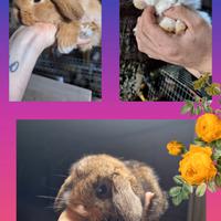 Conigli nani arieti e minilop