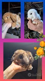 Conigli nani arieti e minilop