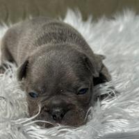 Bulldog francesi maschi