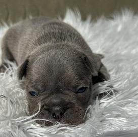 Bulldog francesi maschi