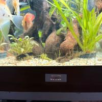 Accessori per animali