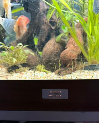 Accessori per animali