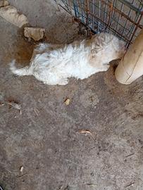 Lagotto Romagnolo