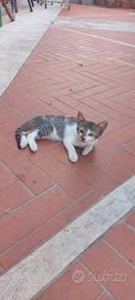 Gattini