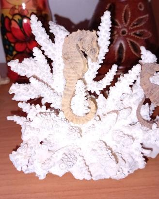 Corallo bianco