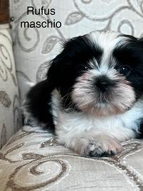 Cuccioli di Shih Tzu pronti subito (Shitzu)