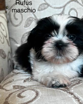 Cuccioli Shitzu (Shih tzu)