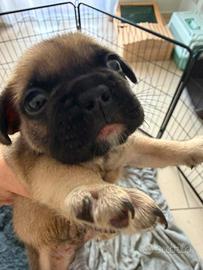 bulldogfrancese