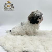 Magnifici cuccioli Shih Tzu