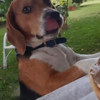 Beagle fidanzata