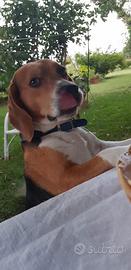 Beagle fidanzata