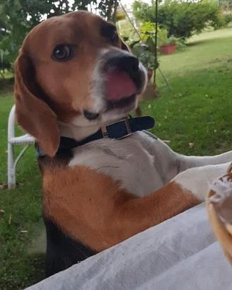 Beagle fidanzata