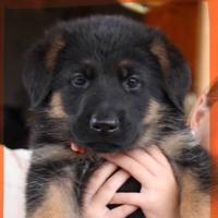 Cuccioli di pastore tedesco