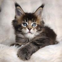 Maine Coon