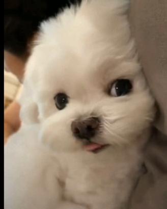 Cucciolo maltese maschio