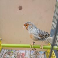 Canarino mascio agata rosso piu coppia 2025