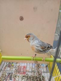 Canarino mascio agata rosso piu coppia 2025